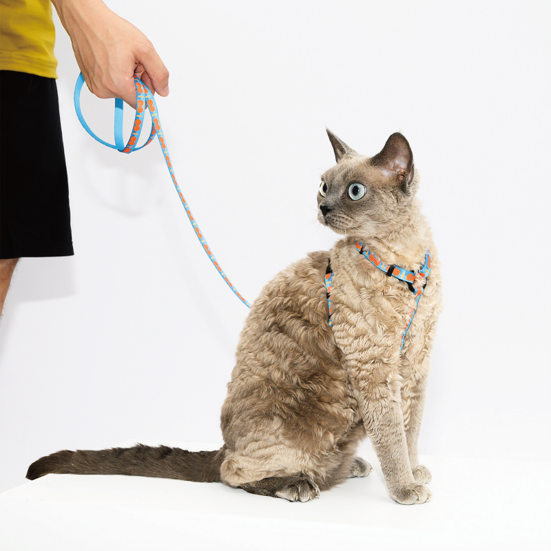 PAWZCITY Harness & Leash Set For Cat - Pop Blue S
