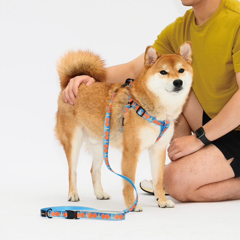 PAWZCITY Harness & Leash Set For Dog - Pop Blue M